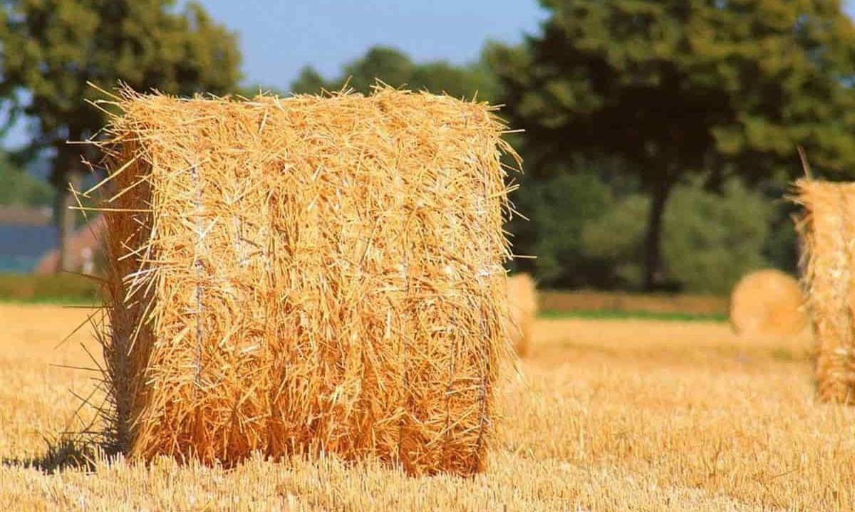چالش های صادرات کاه به کویت