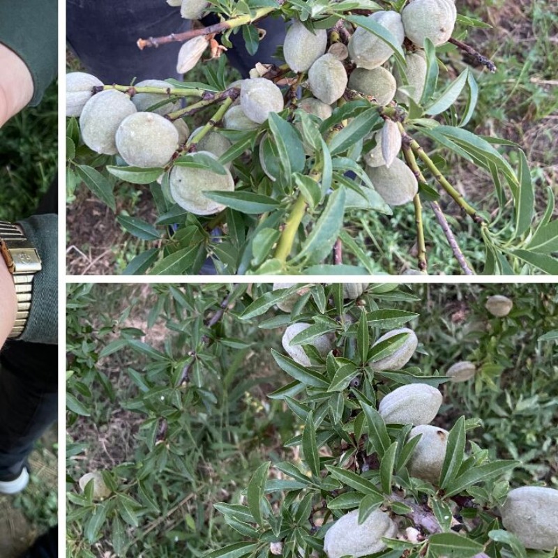 خرید نهال بادام تونو