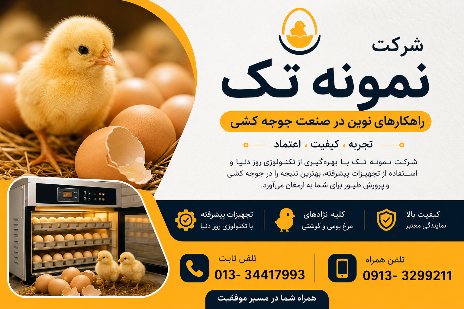 خرید جوجه یک روزه
